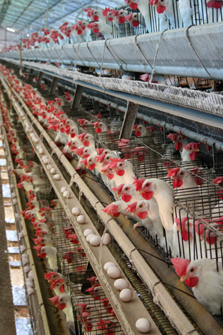 Poultry