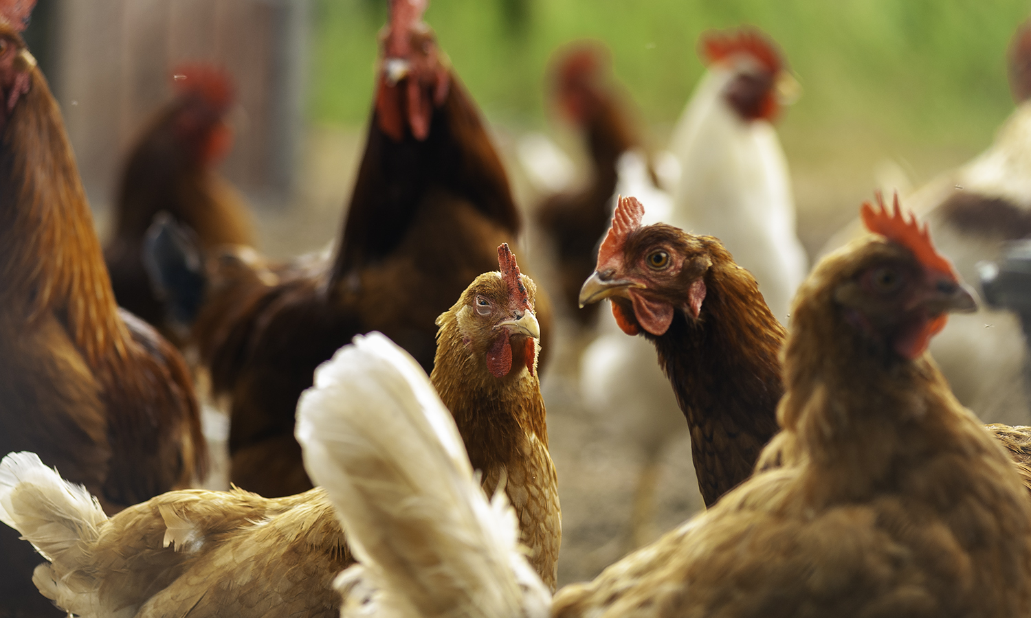 Livestock